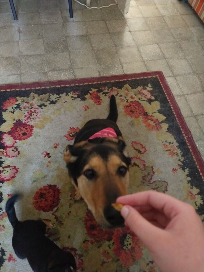 The Little Black Blob In The Lower Left Corner Is The Other Dog