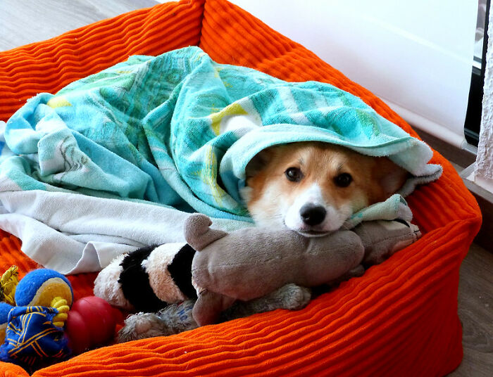 Someone Online Wondered: “What’s A Random Fact You Think Is Worth Sharing?“, And 30 Users Delivered