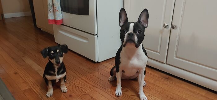 Ollie & Ayvah Know Patience Is A Virtue.