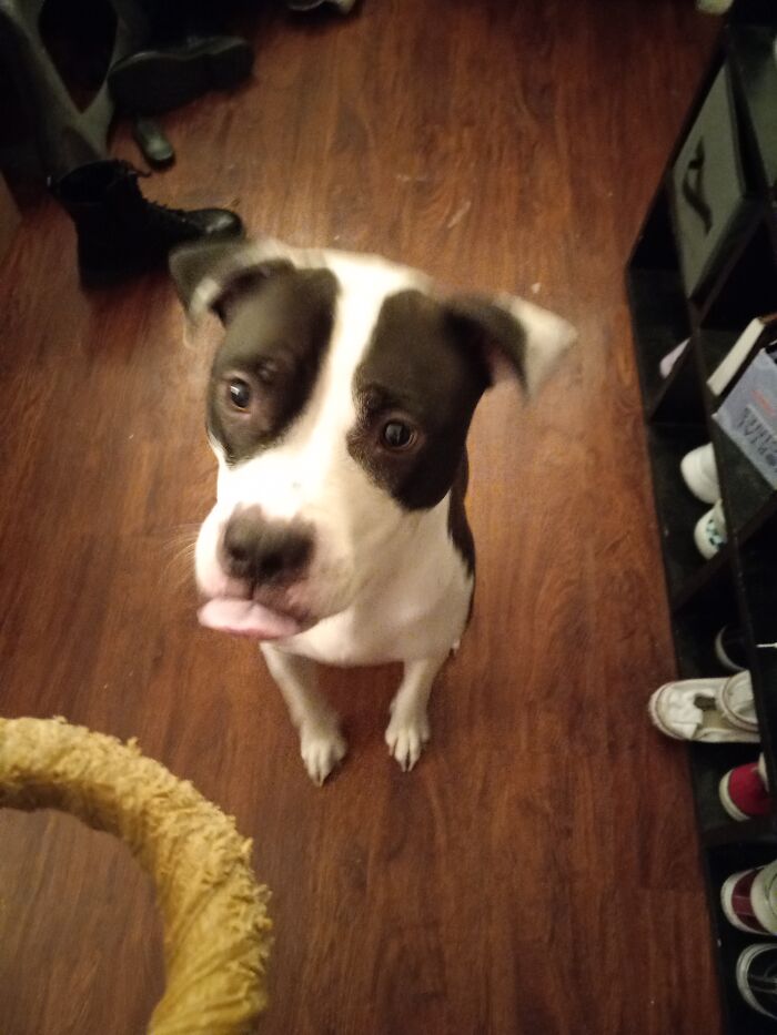 Here's My Baby. A Year Old Pitbull Who Still Acts Like A Puppy! I Love Him ❤