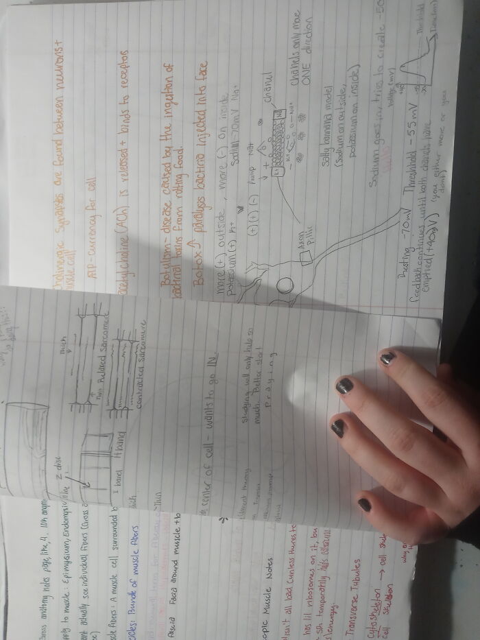 My Anxiety Packed Anatomy And Physiology Notes