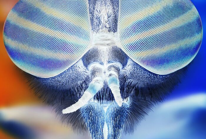 Extreme close-up macro image of an insect’s intricate eyes and facial features from Budapest International Photo Awards winners.