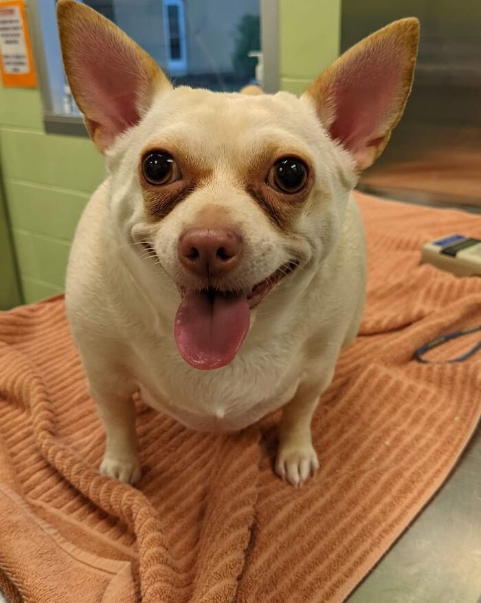 This Chihuahua Was Left In A Shelter To Be Euthanized Because Of Her Weight This Chihuahua Was Left In A Shelter To Be Euthanized Because Of Her Weight