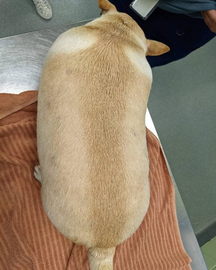 This Chihuahua Was Left In A Shelter To Be Euthanized Because Of Her Weight This Chihuahua Was Left In A Shelter To Be Euthanized Because Of Her Weight