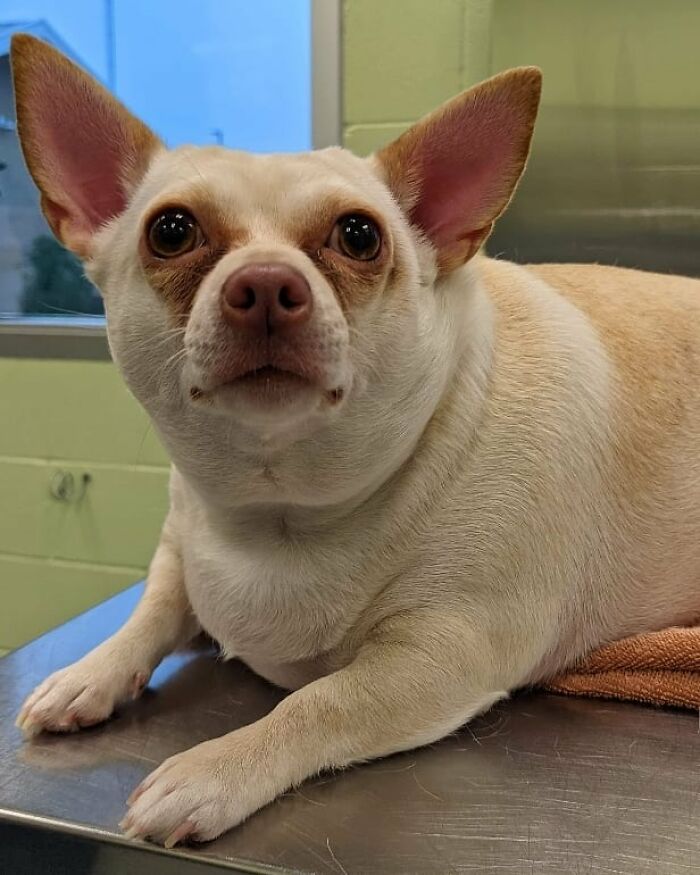 This Chihuahua Was Left In A Shelter To Be Euthanized Because Of Her Weight This Chihuahua Was Left In A Shelter To Be Euthanized Because Of Her Weight