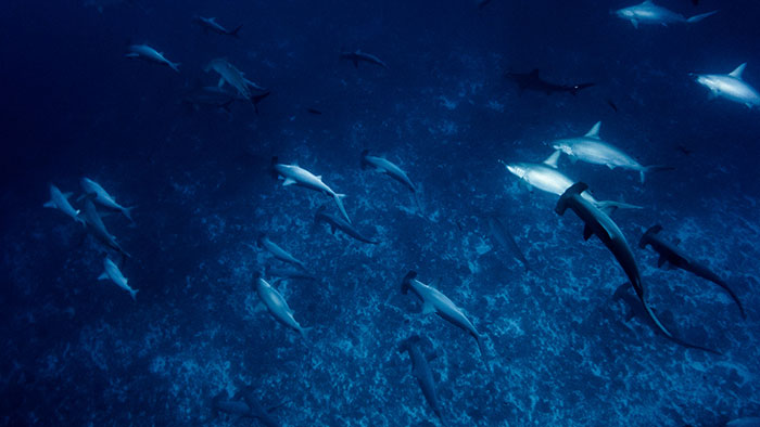 Person Online Asks Deep Sea Divers To Share The Most Horrifying Experiences Underwater, 26 Folks Deliver