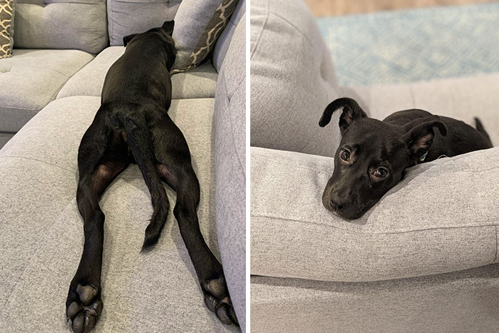 Miss "estoy bastante segura de que me cediste este sofá en el contrato de adopción" aquí