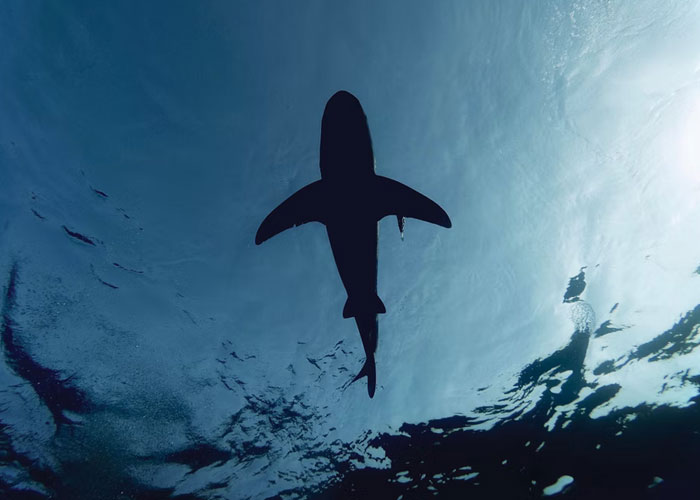 Estos operadores del 911 cuentan cuáles fueron las llamadas más tontas que recibieron que no eran urgentes en absoluto