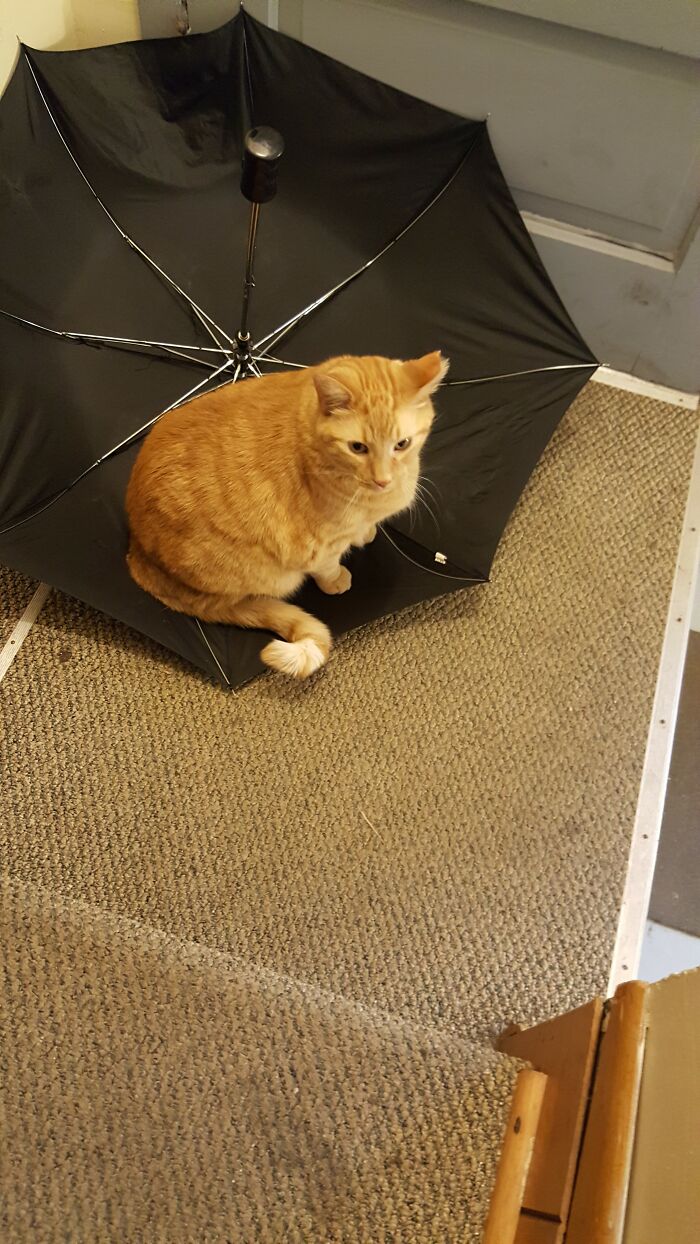 Alvin Joseph Kittymonster