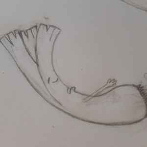 frauke_knothe avatar