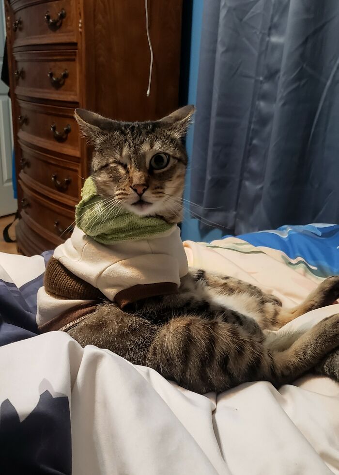 His Reaction When I Reminded Him He Is Cat, Not Hooman.