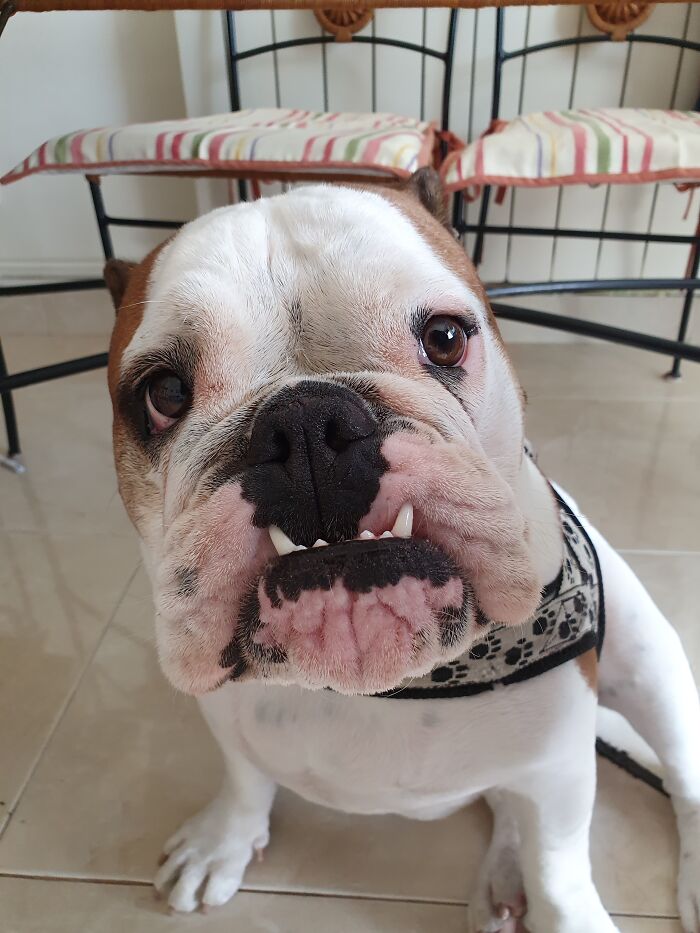 My Bully "Sushi", About 2 Seconds Before She Jumps To Grab The Snack.