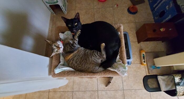 Flor And Onyx (Gere) Smiling, Both Are Rescue About Two Years Ago