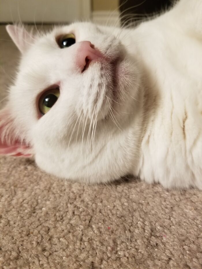 One Of My Cats Was Hanging Out With Me At Midnight