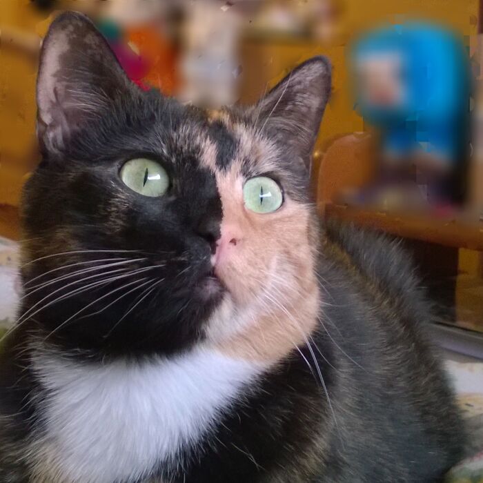 Our Crazy Cat In A Rare Moment Of Calm