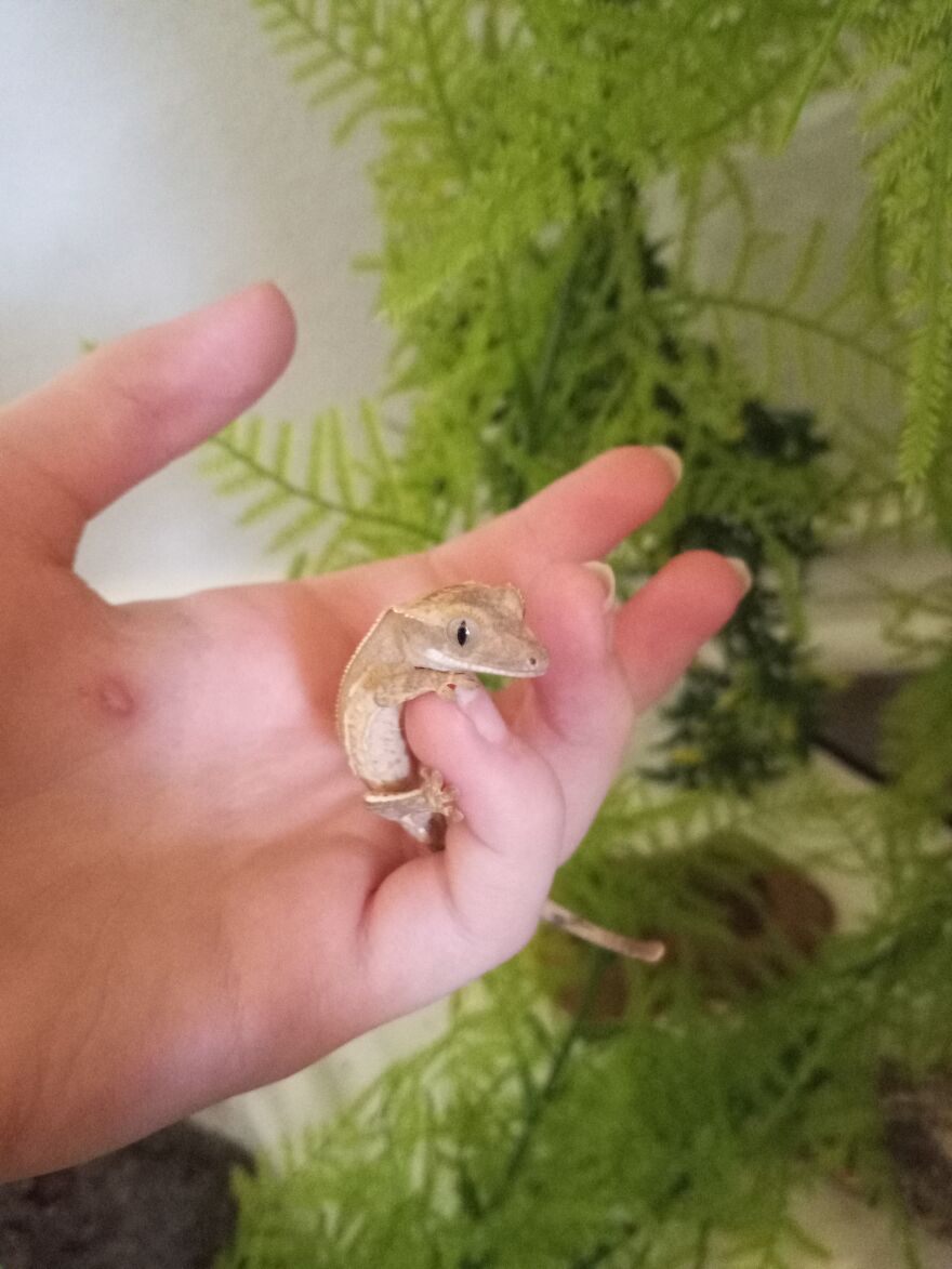 Rien's Gecko