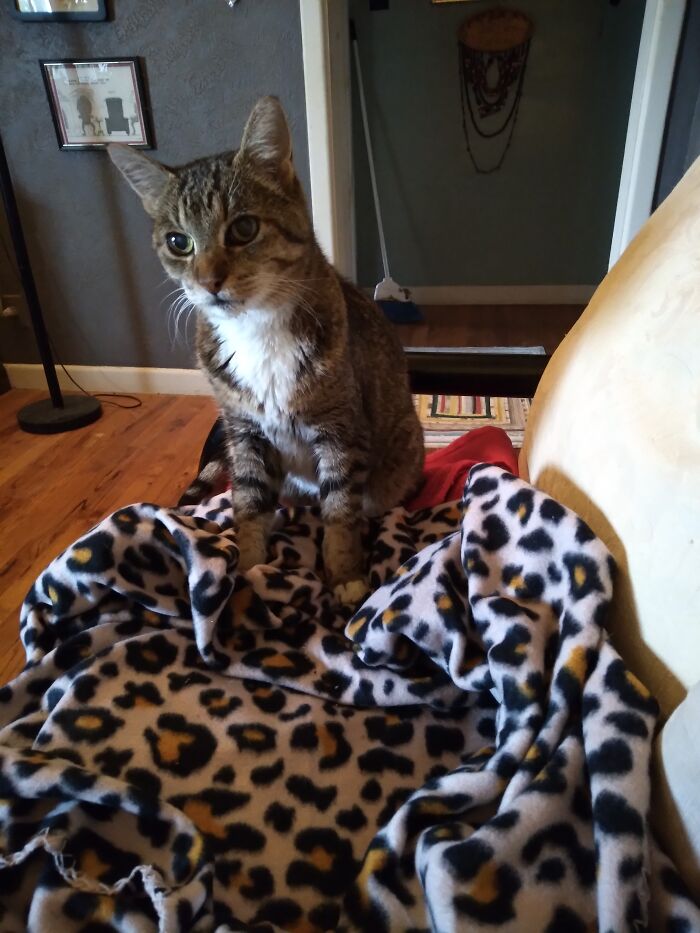 My 17 Yr. Old "Monkey" That Recently Died.. Ly Died.