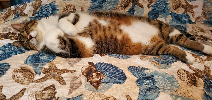 My Big Boy Bentley In His Favorite Sleeping Position