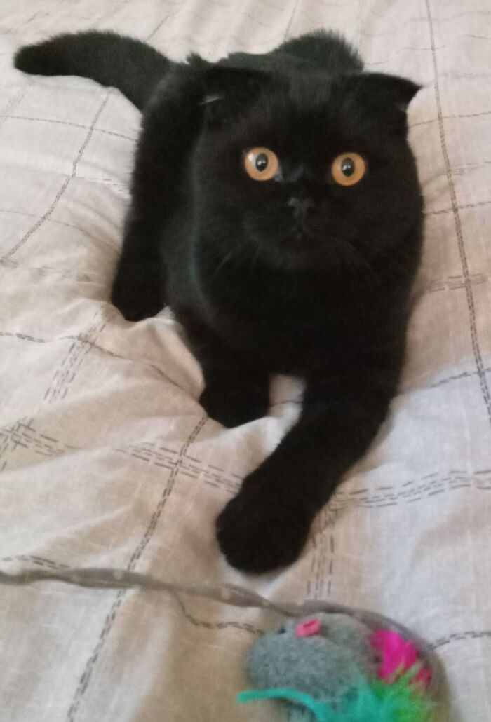 My Wee 🤴 'Nero'.mamma's Boy.xx