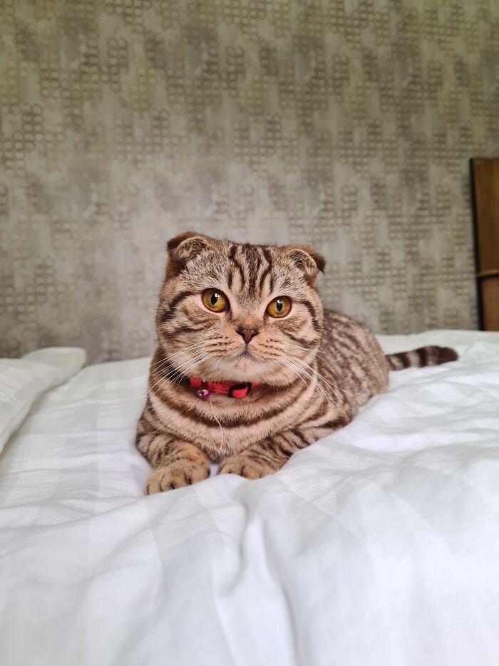 The Sweetest Cat In The World. Meet My Mishka