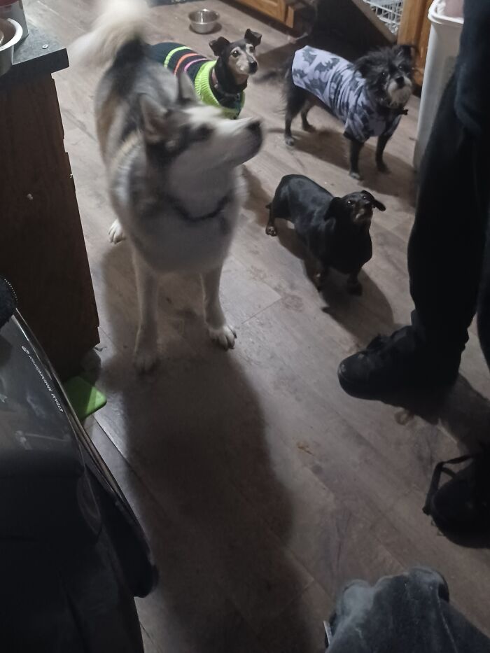 Everyone Like Chicken Fingers!