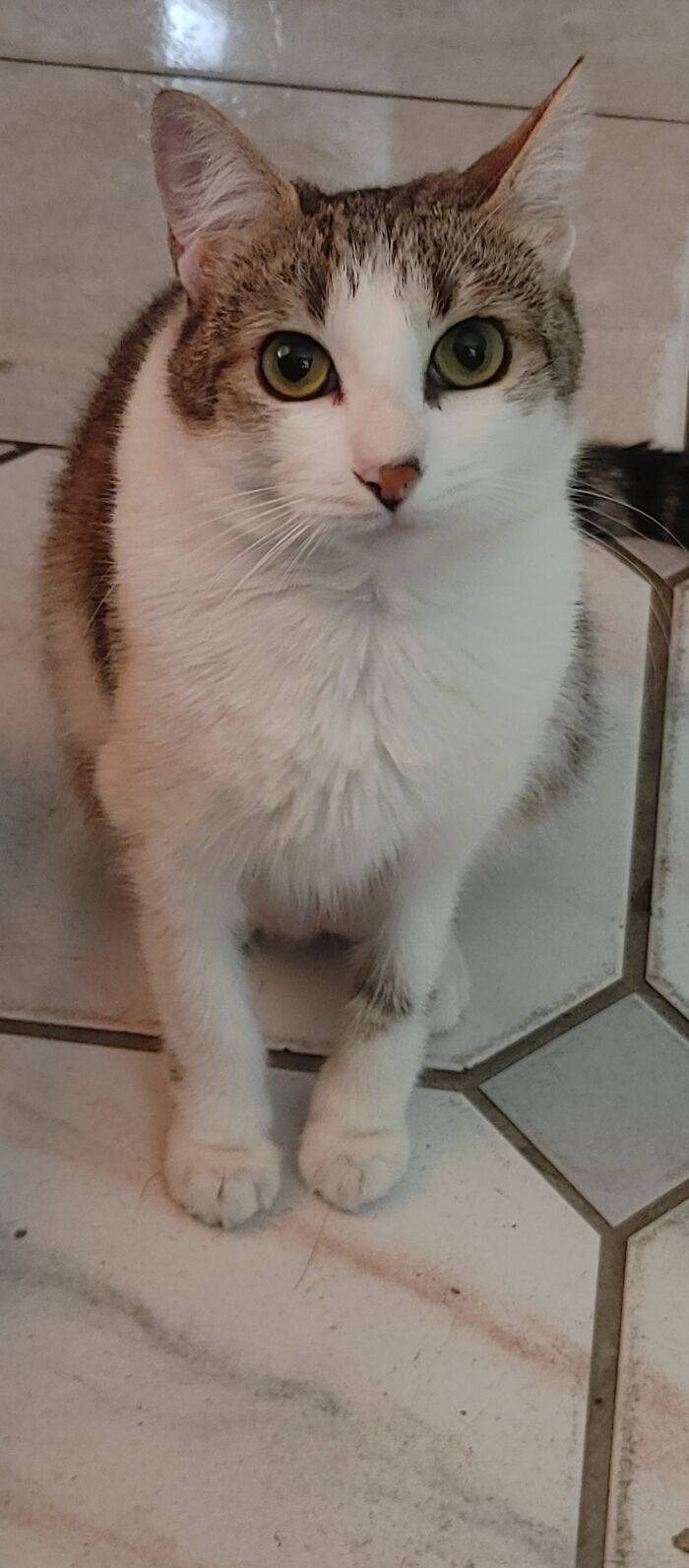 Nuggie. She Is A Dwarf Cat.