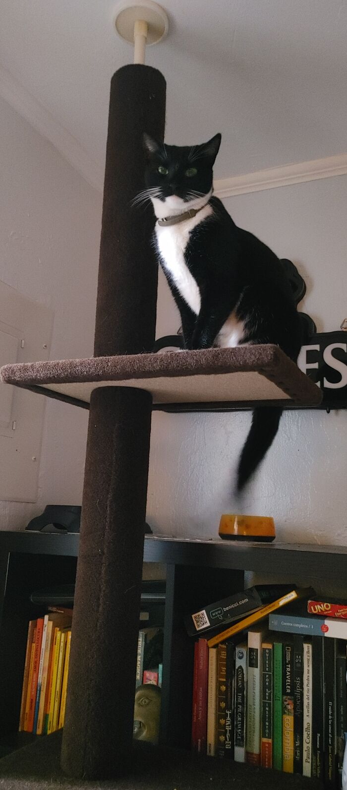 Coco My Punk Rock Cranky Tuxedo