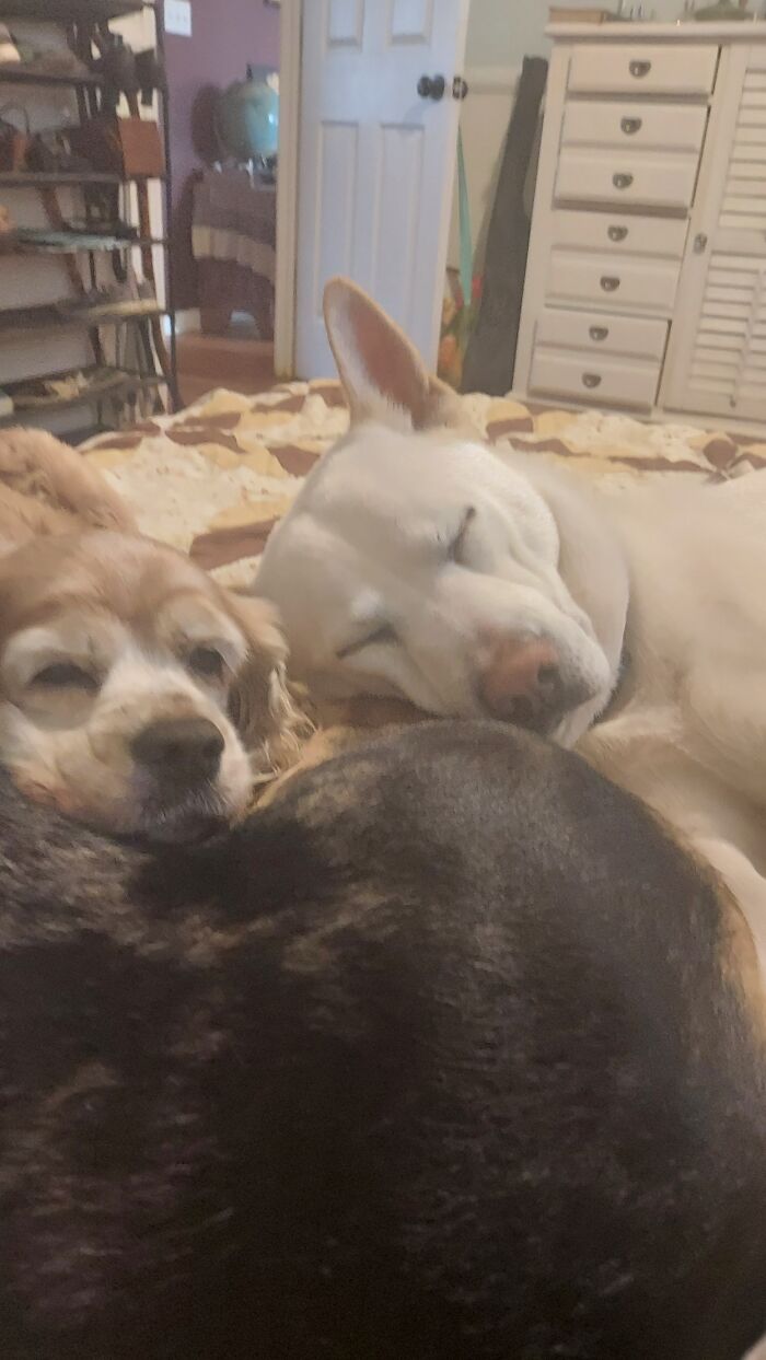 Princess Bella Morgan And Her Friend Fishy Fish On Top Of Hunter Butter's Butt.