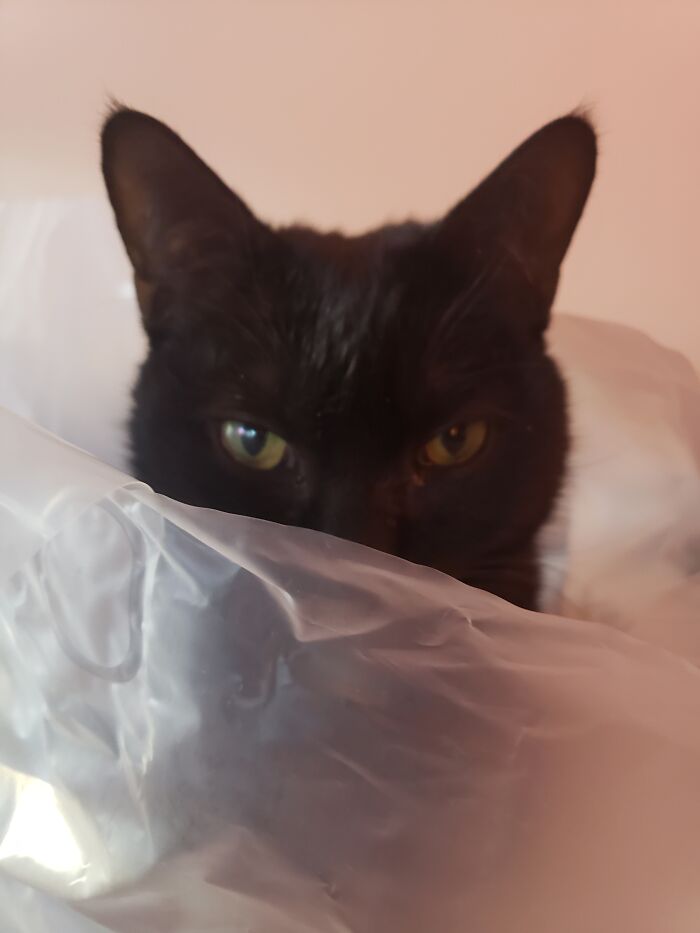 Yes, This Bag Will Do Nicely Human, Now You May Go!