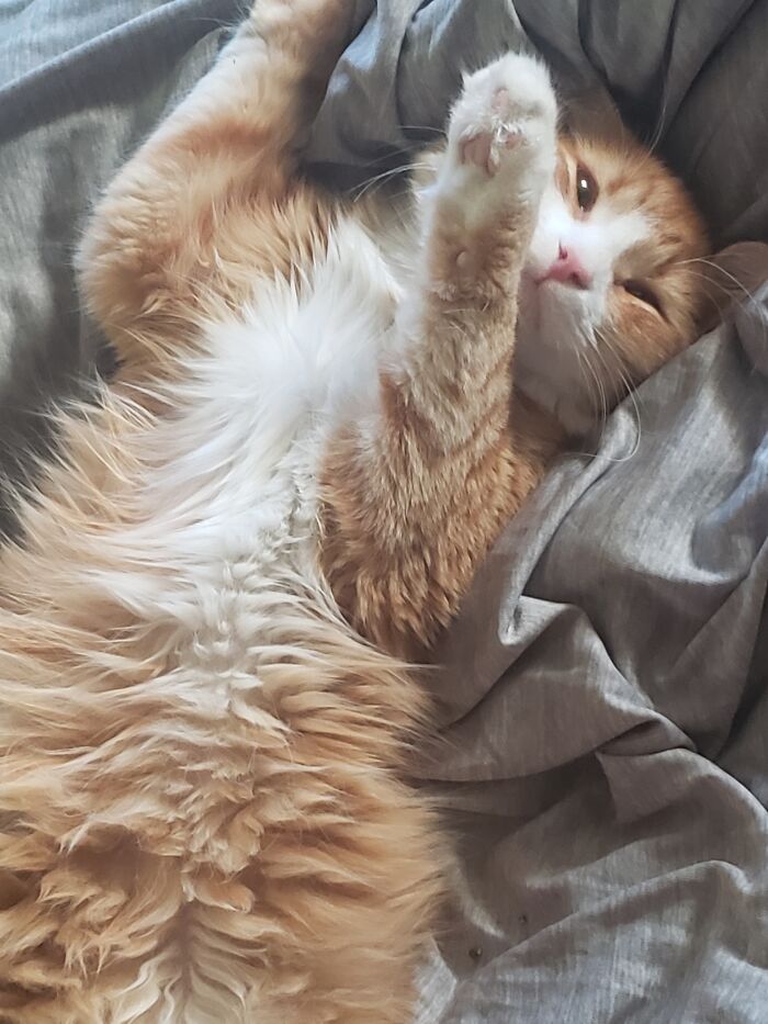 My Sweet (And Weird)cat Beau ❤