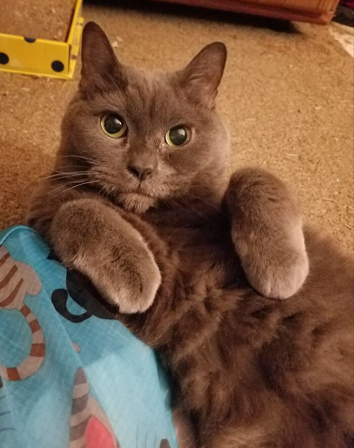 This Is Dexter, 13 Years Old, Acting Cute As A Kitten In Hopes Of Me Staying Home From Work To Play With Him. How Could I Resist?!