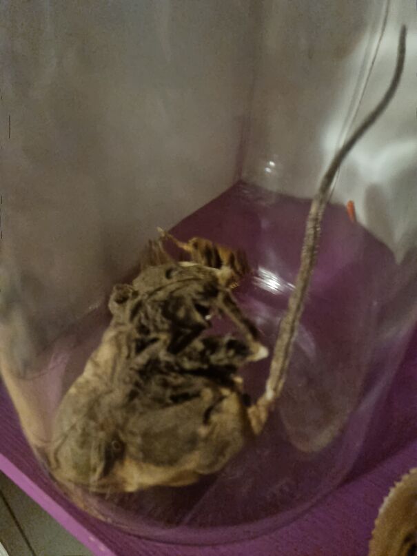 This Mummified Rat Came With Our House From 1860. My So Found It In The Attic. He Seems Rather Happy To Have Been Put In Display In Our Homeschool. His Best Friend Is Puff, The Ugly Pufferfish.