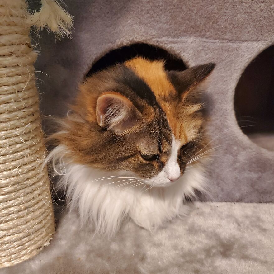 10 Pictures Of My Cats: