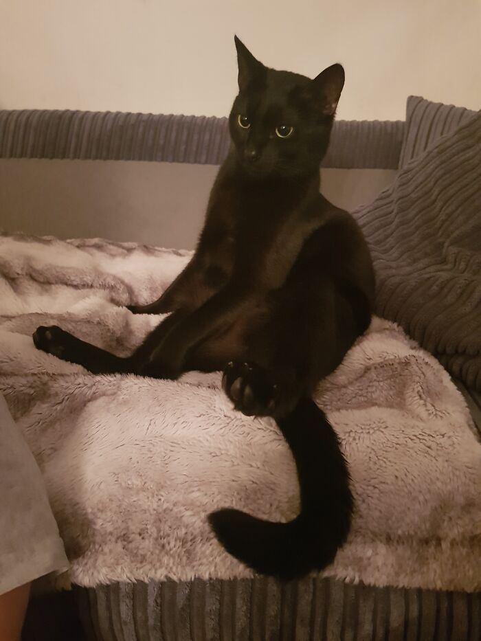 Biggie On His Favourite Blankie