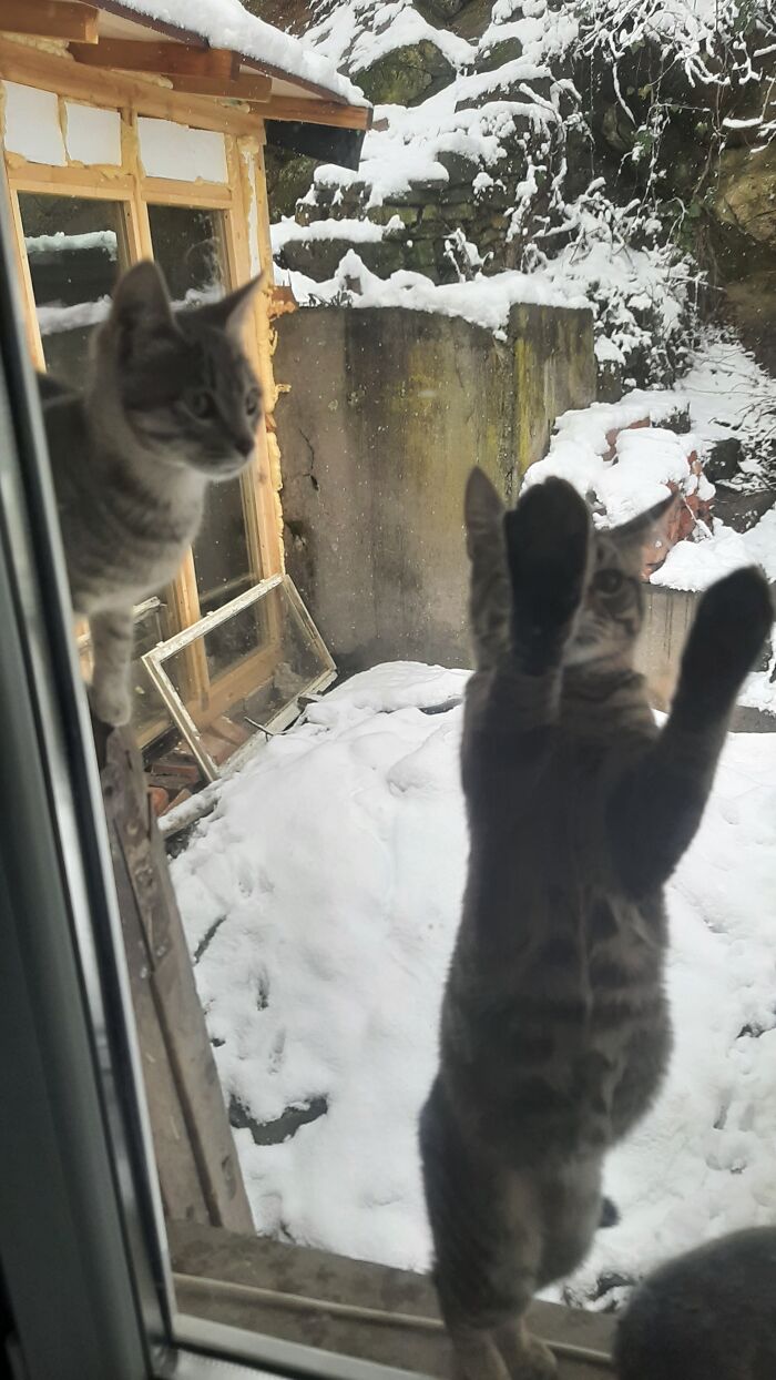 Let Me In!
