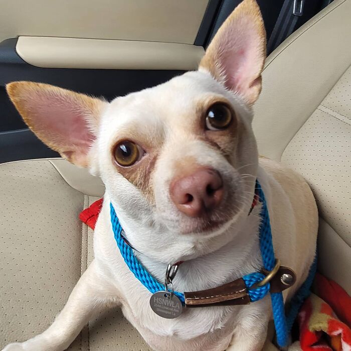 This Chihuahua Was Left In A Shelter To Be Euthanized Because Of Her Weight This Chihuahua Was Left In A Shelter To Be Euthanized Because Of Her Weight