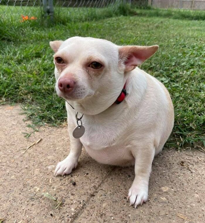 This Chihuahua Was Left In A Shelter To Be Euthanized Because Of Her Weight This Chihuahua Was Left In A Shelter To Be Euthanized Because Of Her Weight