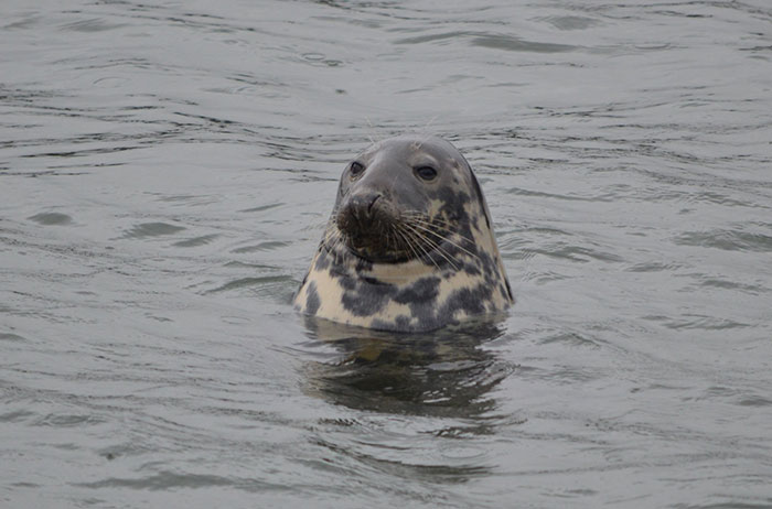 Person Online Asks Deep Sea Divers To Share The Most Horrifying Experiences Underwater, 26 Folks Deliver