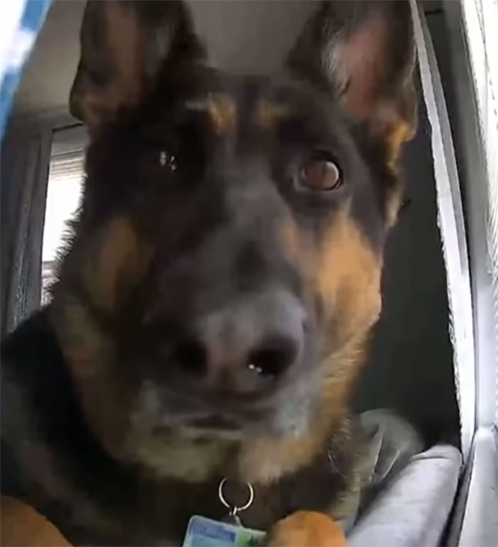 15 Personas con cámaras de seguridad comparten las peores cosas que han captado en ellas