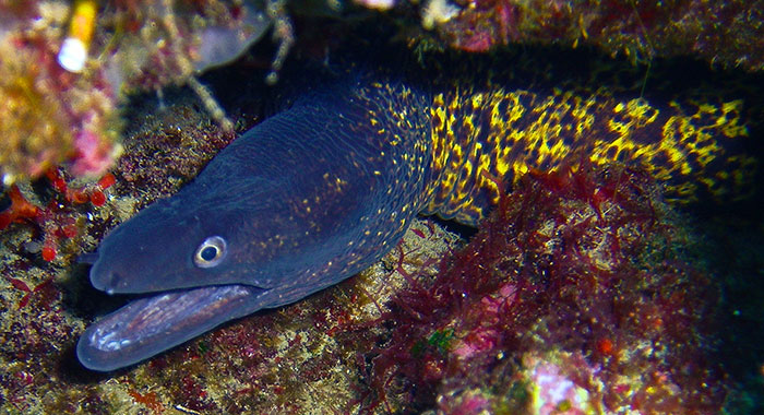 Person Online Asks Deep Sea Divers To Share The Most Horrifying Experiences Underwater, 26 Folks Deliver