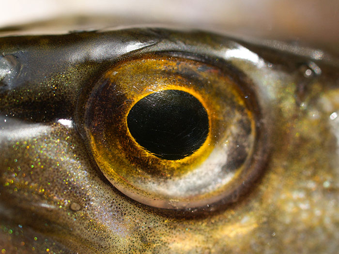 Close-up of a fish eye underwater representing deep sea divers' terrifying and horrifying experiences in the ocean depths.