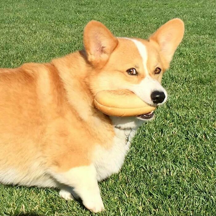 I Most Certainly Will Not ‘Leave It’! This Bun Is Mine!