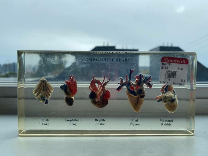 One Of My Favorite Goodwill Finds Ever! Can’t Imagine Why It Wasn’t With The Halloween Stuff