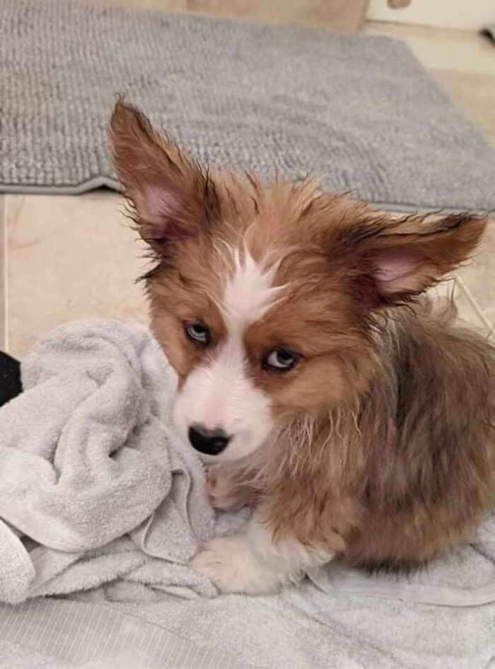 Cuando Jolene se da cuenta de que saltar dentro de la ducha con papá fue una mala idea