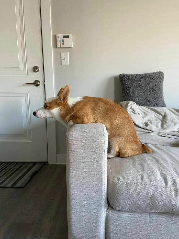 Norman Disapproves Of Sitting Like A Normal Dog