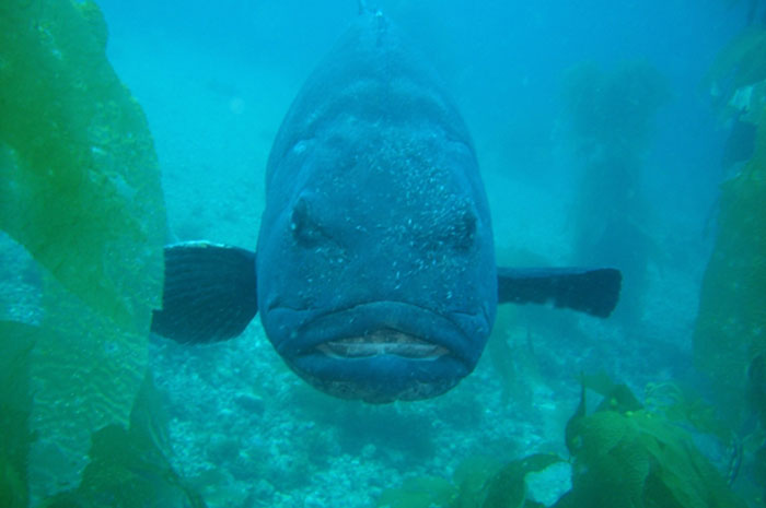 Person Online Asks Deep Sea Divers To Share The Most Horrifying Experiences Underwater, 26 Folks Deliver