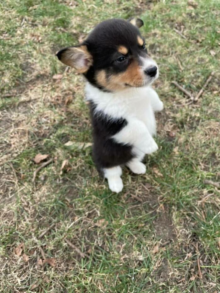 Honey Disapproves Standing On All Four Feet