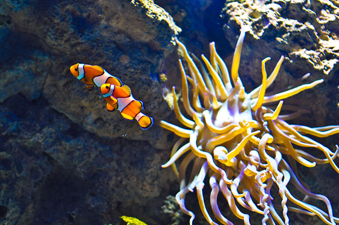 Clownfish swimming near sea anemone in underwater scene representing deep sea divers' horrifying experiences.