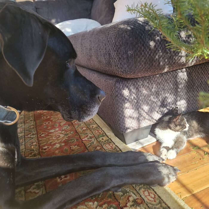 "Because Of Corbin's Size, Some People Find Him Scary": 150-Lb Great Dane Breaks Misconceptions By Being The Best Foster Dad To Kittens "Because Of Corbin's Size, Some People Find Him Scary": 150-Lb Great Dane Breaks Misconceptions By Being The Best Foster Dad To Kittens