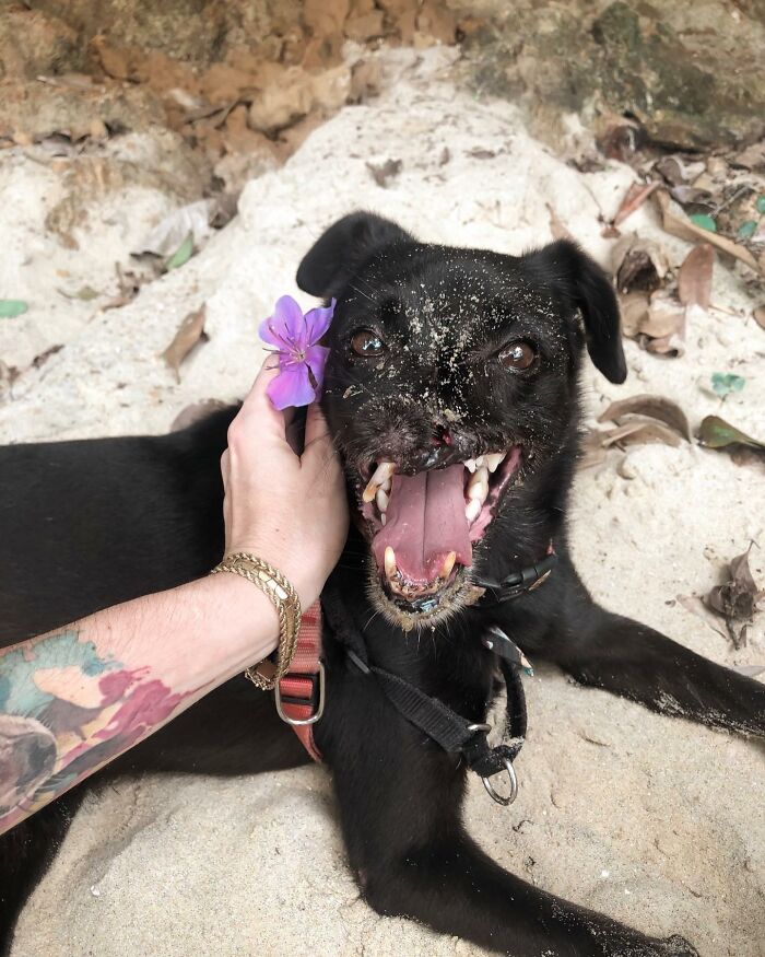 Meet Odin, The Dog Who Lost Part Of His Snout In An Accident And Still Found Kindness In His Owner Who Adopted Him After He Spent 3 Years In A Shelter